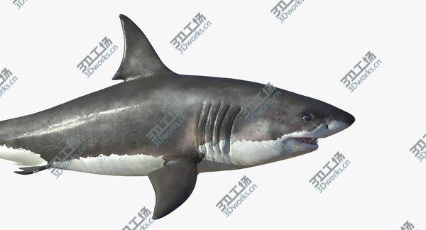 images/goods_img/20210312/3D Great White Shark Rigged model/2.jpg